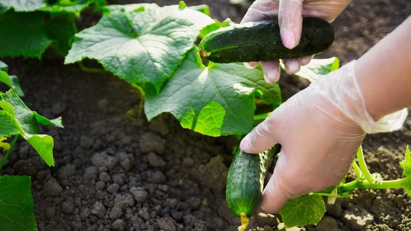 The benefits of fertilizing cucumbers with yeast and how to apply it correctly