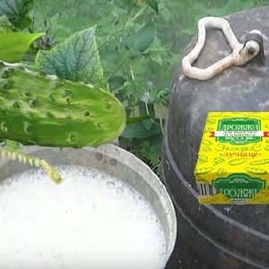 The benefits of fertilizing cucumbers with yeast and how to apply it correctly
