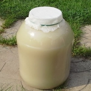The benefits of fertilizing cucumbers with yeast and how to apply it correctly