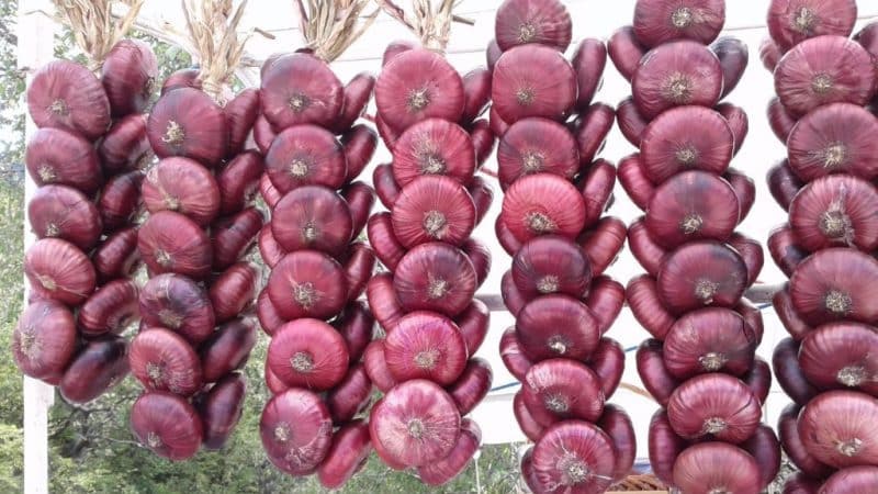 Why is Yalta onion so good and how to distinguish it from a fake