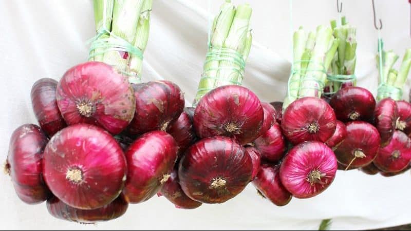 Why is Yalta onion so good and how to distinguish it from a fake