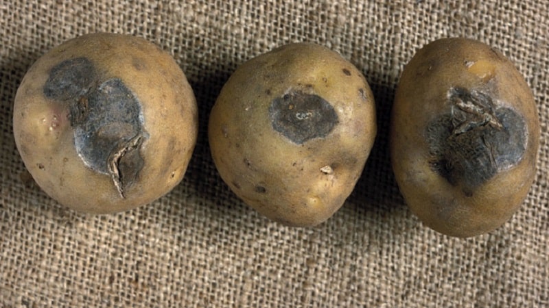 What to do if potatoes rot in the ground and why this happens