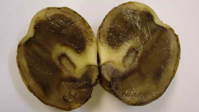 What to do if potatoes rot in the ground and why this happens