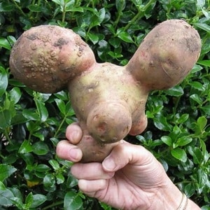 What to do if the potato turns out ugly and clumsy, and why this happened