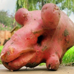 What to do if the potato turns out ugly and clumsy, and why this happened