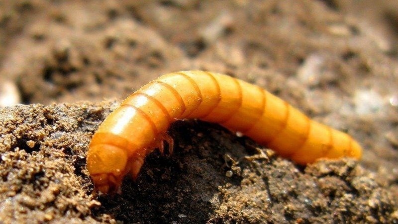 What to do if someone gnaws carrots in the ground and how to deal with them