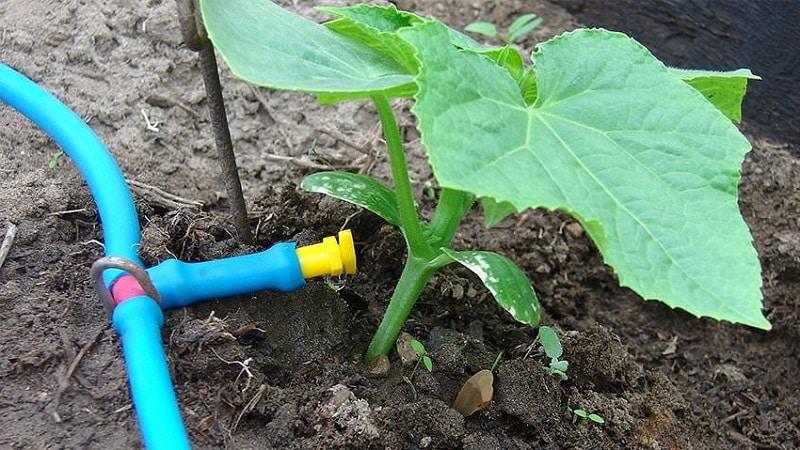 What to do if the leaves of cucumbers turn yellow in a greenhouse and how to prevent it