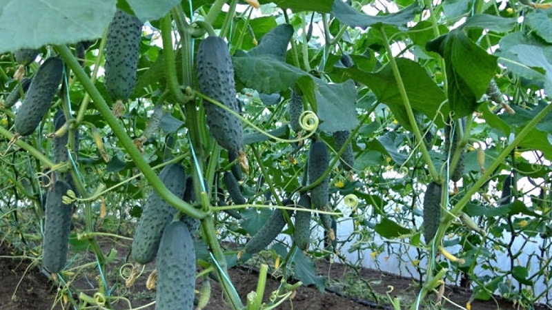 What to do if the leaves of cucumbers turn yellow in a greenhouse and how to prevent it