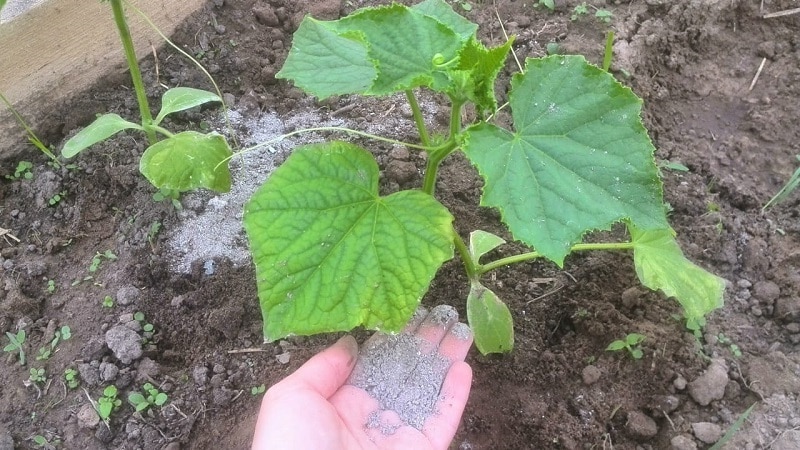 What to do if the leaves of cucumbers turn yellow in a greenhouse and how to prevent it