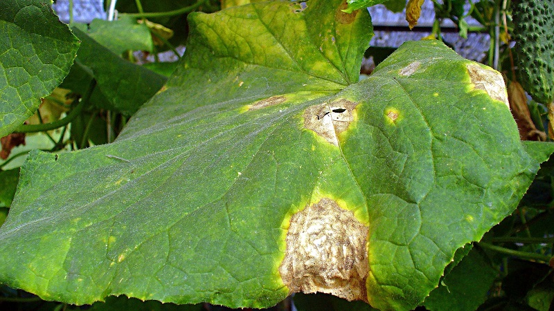 What to do if the leaves of cucumbers turn yellow in a greenhouse and how to prevent it