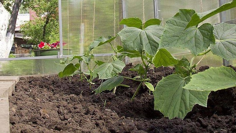 What to do if the leaves of cucumbers turn yellow in a greenhouse and how to prevent it