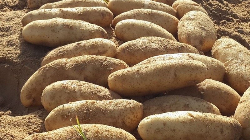 What kind of Drova potato is this and does it really exist?