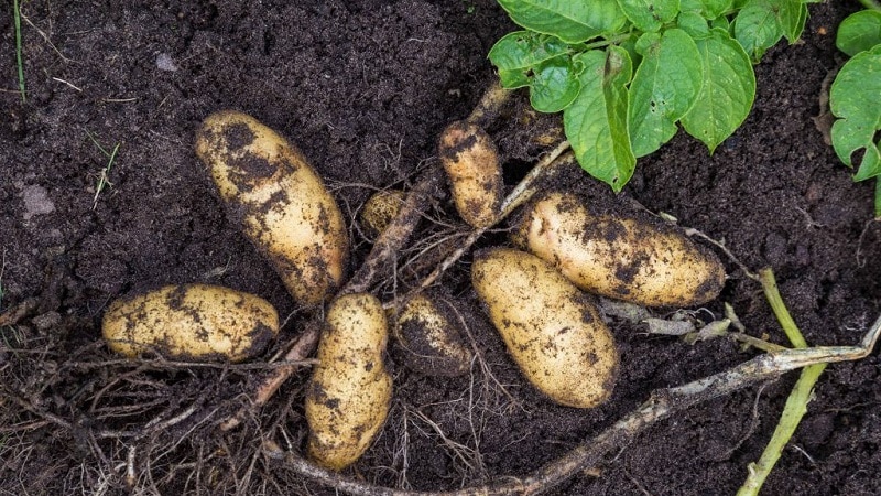 What kind of Drova potato is this and does it really exist?