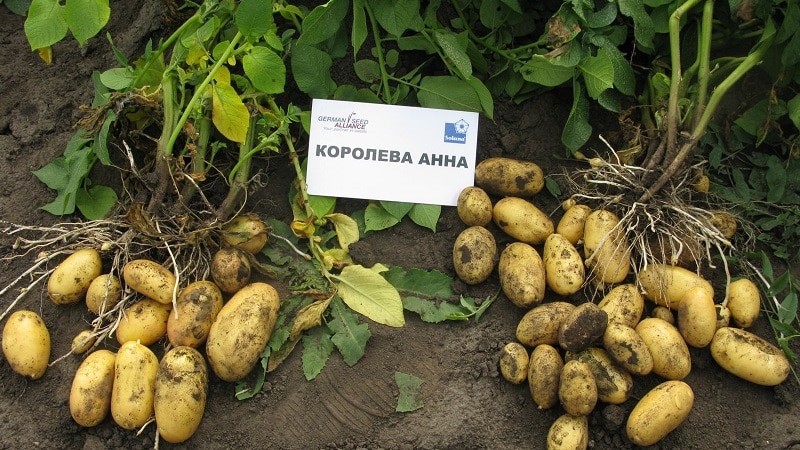 What kind of Drova potato is this and does it really exist?