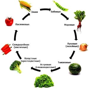 The basics of crop rotation from experienced summer residents: what can be planted after carrots next year