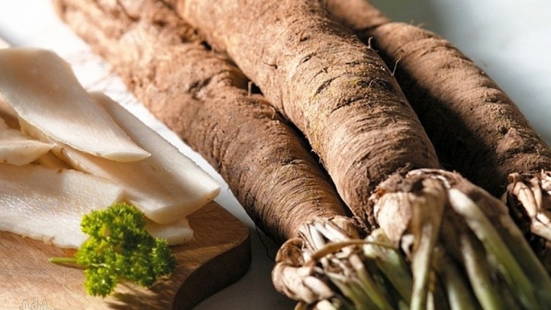 What are black carrots: where does it grow and does it really exist?