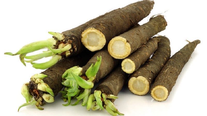 What are black carrots: where does it grow and does it really exist?