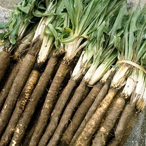 What are black carrots: where does it grow and does it really exist?