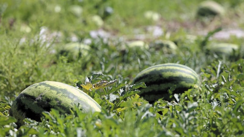 What is a feed watermelon, who is fed it and how does it differ from a regular one?