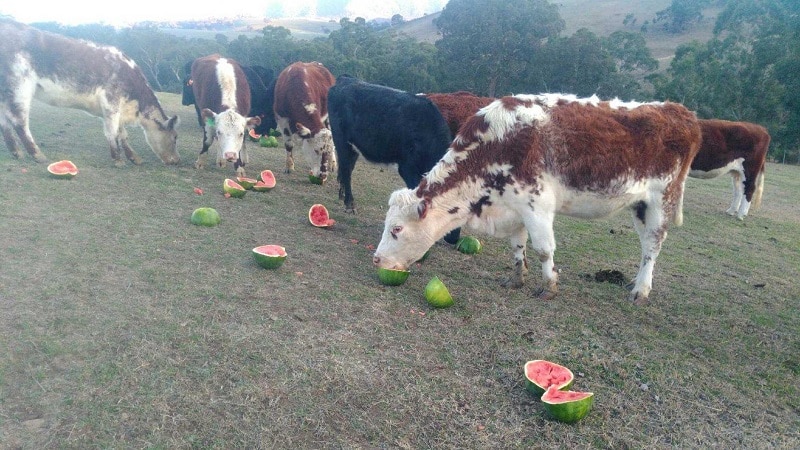 What is a feed watermelon, who is fed it and how does it differ from a regular one?