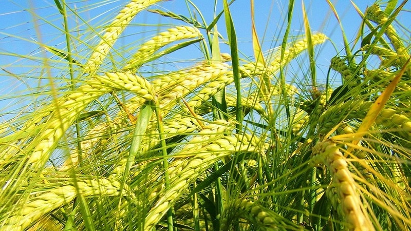 What kind of plant is barley: description and characteristics