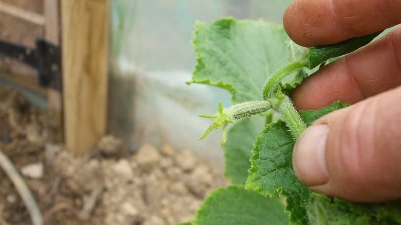Why is it necessary to plant cucumbers and how to do it correctly