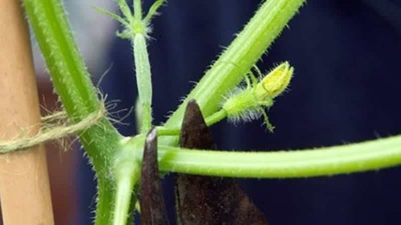 Why is it necessary to plant cucumbers and how to do it correctly
