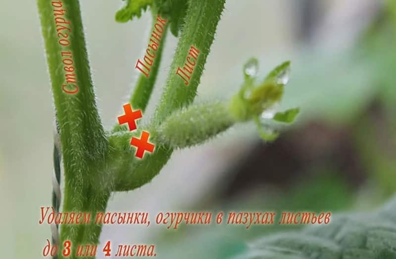 Why is it necessary to plant cucumbers and how to do it correctly