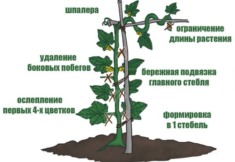 Why is it necessary to plant cucumbers and how to do it correctly