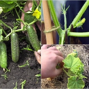 Why is it necessary to plant cucumbers and how to do it correctly