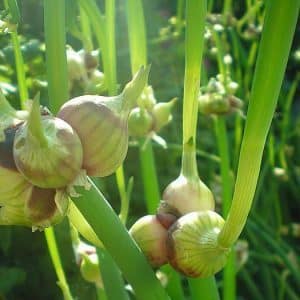 Features of planting and caring for two-tiered and multi-tiered onions