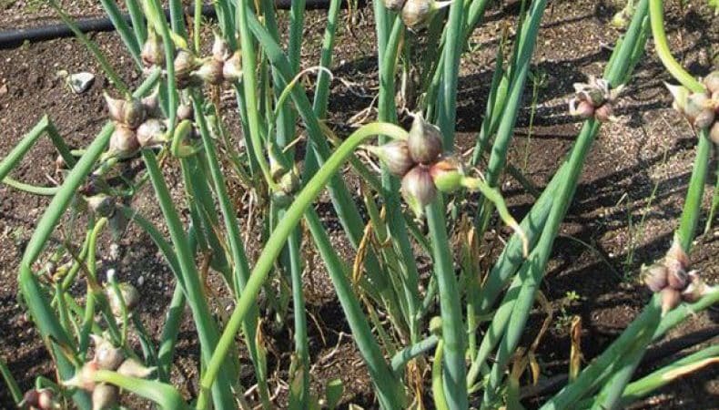 Features of planting and caring for two-tiered and multi-tiered onions