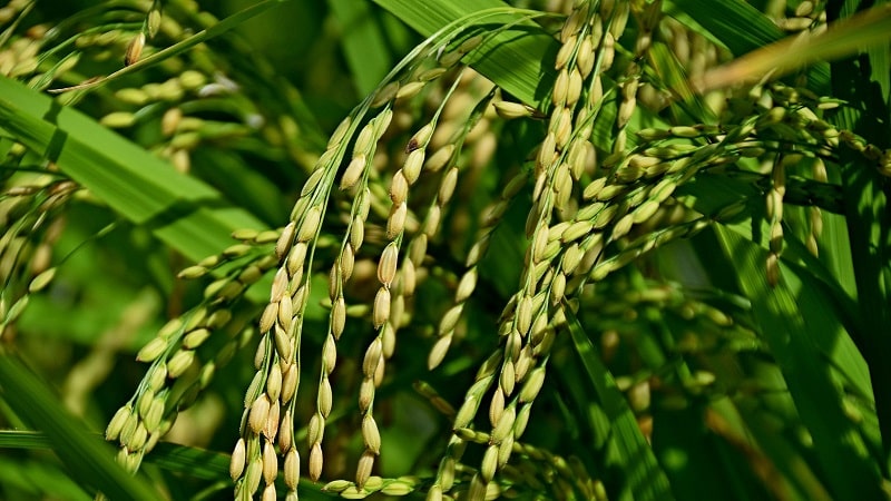 Where and how does rice grow, and is it possible to grow it at home?