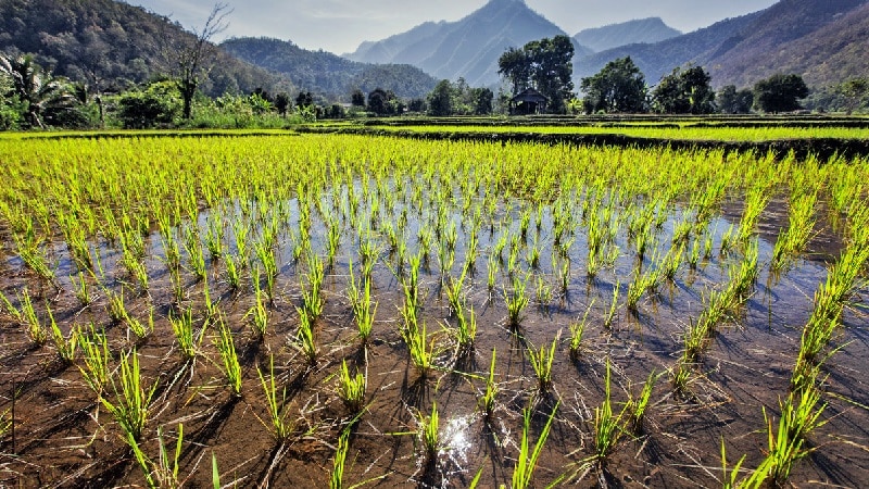 Where and how does rice grow, and is it possible to grow it at home?