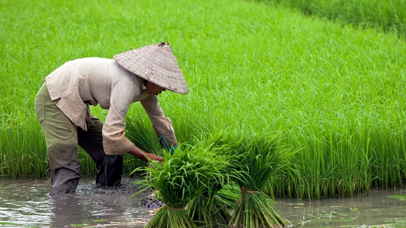 Where and how does rice grow, and is it possible to grow it at home?