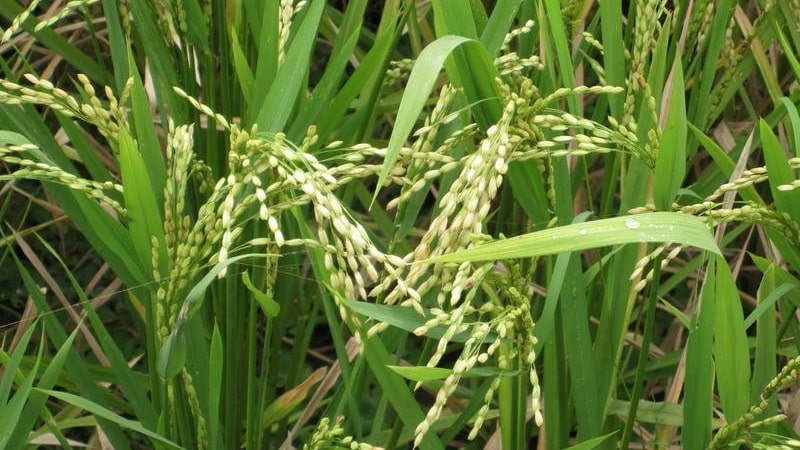 Where and how does rice grow, and is it possible to grow it at home?