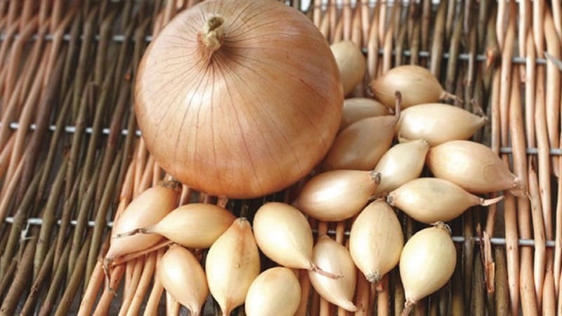 Onion hybrid Hercules: can it be planted before winter and cultivation features