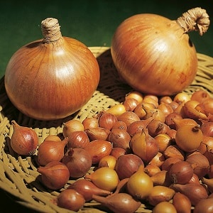 Onion hybrid Hercules: can it be planted before winter and cultivation features