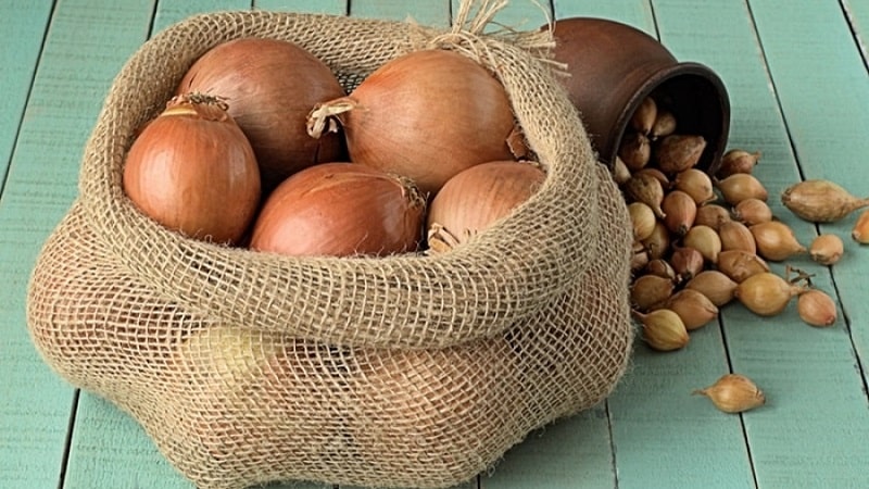Onion hybrid Hercules: can it be planted before winter and cultivation features
