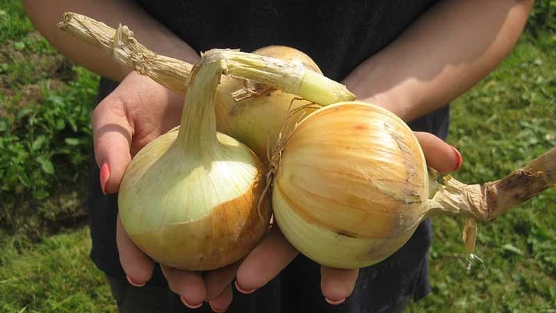 Onion hybrid Hercules: can it be planted before winter and cultivation features
