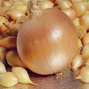 Onion hybrid Hercules: can it be planted before winter and cultivation features