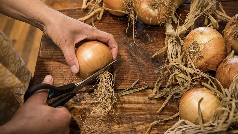Onion hybrid Hercules: can it be planted before winter and cultivation features