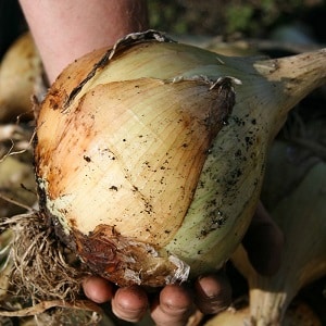 Onion hybrid Hercules: can it be planted before winter and cultivation features
