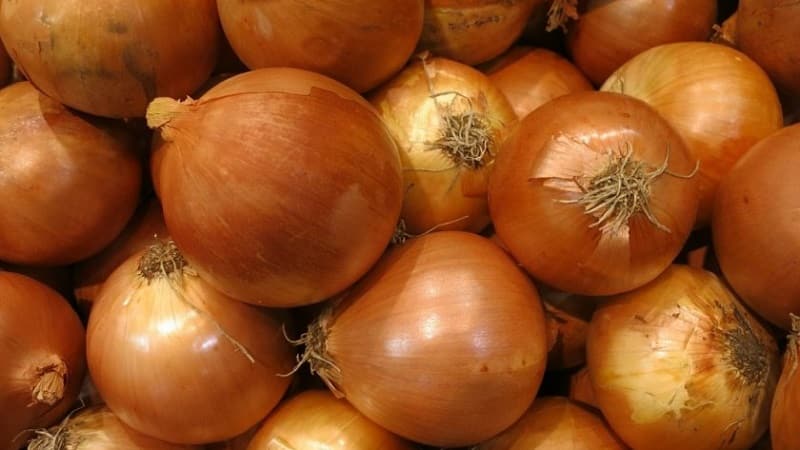 Onion hybrid Hercules: can it be planted before winter and cultivation features