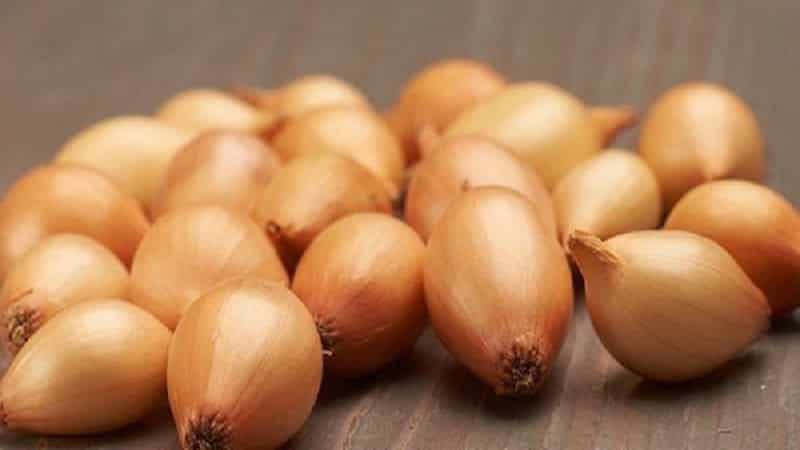 Onion hybrid Hercules: can it be planted before winter and cultivation features