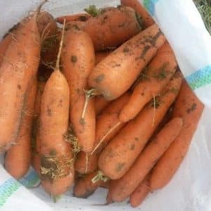 Mid-late carrot hybrid Cascade f1