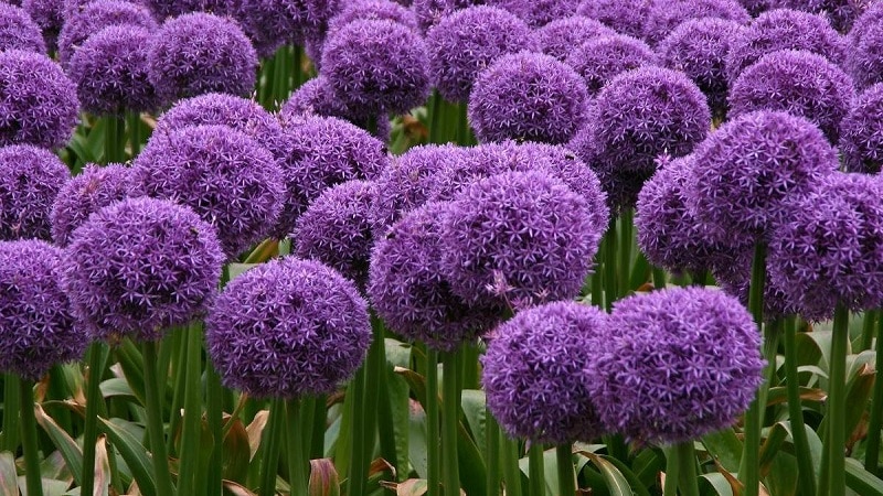 Giant garlic onion Anzur: description and characteristics