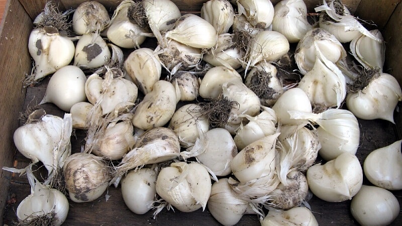 Giant garlic onion Anzur: description and characteristics