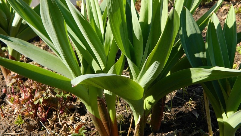 Giant garlic onion Anzur: description and characteristics