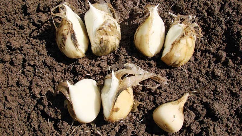 Giant garlic onion Anzur: description and characteristics